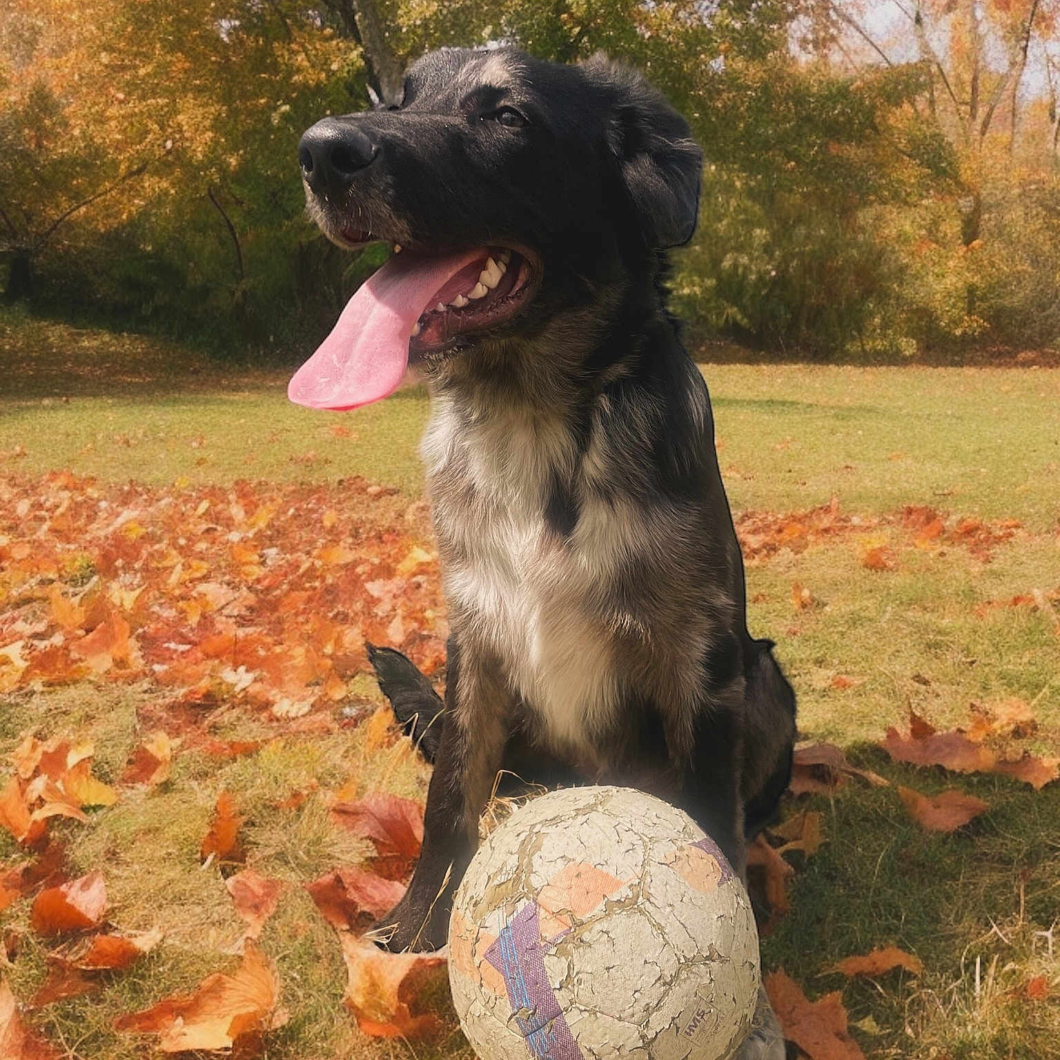 Buck participe au concours pour gagner de l'argent avec cette photo : animal, ball, canine, dog, face, football, grass, head, leaf, person, pet, photography, plant, portrait, soccer, soccerball, sphere, sport, tree, vegetation