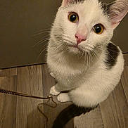 Kalid a rejoint le concours — aidez-le/la à gagner de superbes lots ! cat, white_cat, black_spots, floor, wooden_floor, chain, pet, animal, curious, sitting, looking_up, whiskers, ears, indoor, close_up, domestic_cat, cute, feline, playful, fur