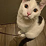 cat, white_cat, black_spots, floor, wooden_floor, chain, pet, animal, curious, sitting, looking_up, whiskers, ears, indoor, close_up, domestic_cat, cute, feline, playful, fur