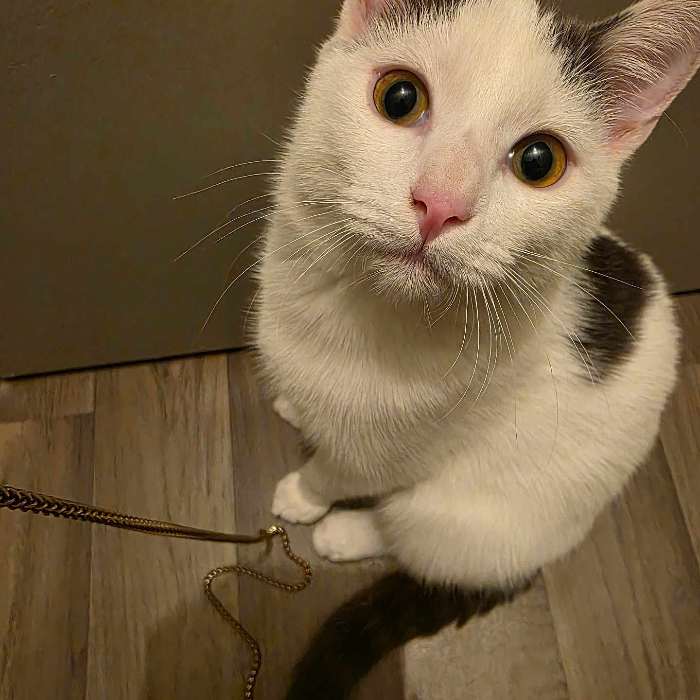 Kalid a rejoint le concours — aidez-le/la à gagner de superbes lots ! animal, black_spots, cat, chain, close_up, curious, cute, domestic_cat, ears, feline, floor, fur, indoor, looking_up, pet, playful, sitting, whiskers, white_cat, wooden_floor