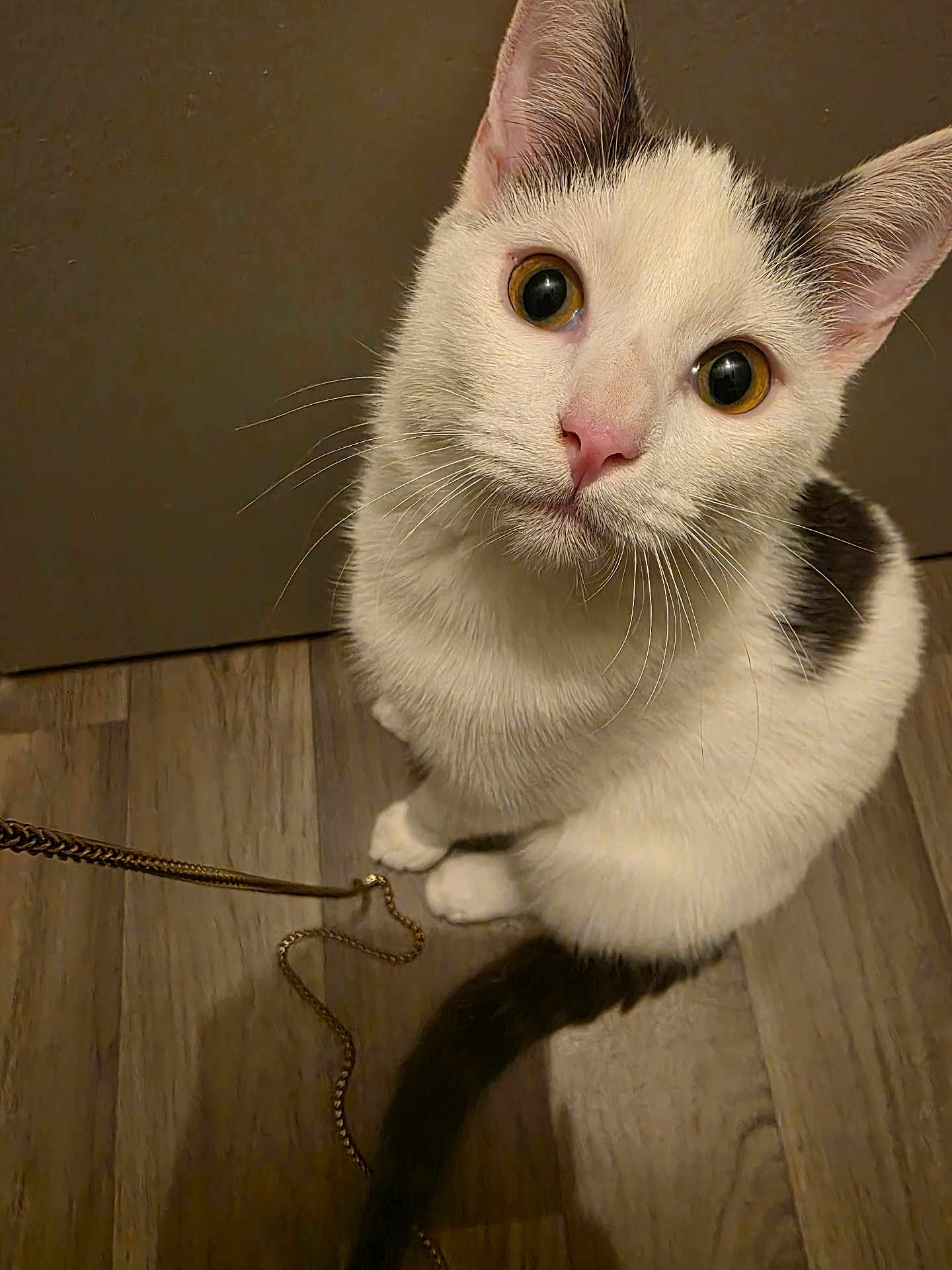 Kalid a rejoint le concours — aidez-le/la à gagner de superbes lots ! cat, white_cat, black_spots, floor, wooden_floor, chain, pet, animal, curious, sitting, looking_up, whiskers, ears, indoor, close_up, domestic_cat, cute, feline, playful, fur