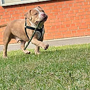 Valko a rejoint le concours — aidez-le/la à gagner de superbes lots ! dog, stick, grass, outdoor, brick_wall, sidewalk, playful, pet, canine, animal, walking, daylight, happy, young_dog, brown_dog, leash, harness, nature, fun, active