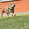 dog, stick, grass, outdoor, brick_wall, sidewalk, playful, pet, canine, animal, walking, daylight, happy, young_dog, brown_dog, leash, harness, nature, fun, active