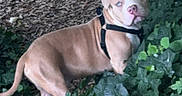 Valko participe au concours pour gagner de l'argent avec cette photo : alert, animal, bark, blue_eyes, brown_coat, canine, curious, dog, greenery, harness, ivy, leaf, mulch, nature, outdoor, pet, side_view, tree, walking, young_dog