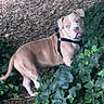 dog, blue_eyes, harness, ivy, greenery, mulch, outdoor, curious, canine, nature, tree, bark, leaf, pet, animal, side_view, walking, alert, young_dog, brown_coat