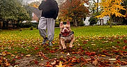 Valko participe au concours pour gagner de l'argent avec cette photo : dog, person, autumn, leaves, park, grass, tree, fall, outdoor, smiling_dog, running_dog, casual_clothing, sneakers, cloudy_sky, nature, green_grass, yellow_leaves, orange_leaves, walking, daylight