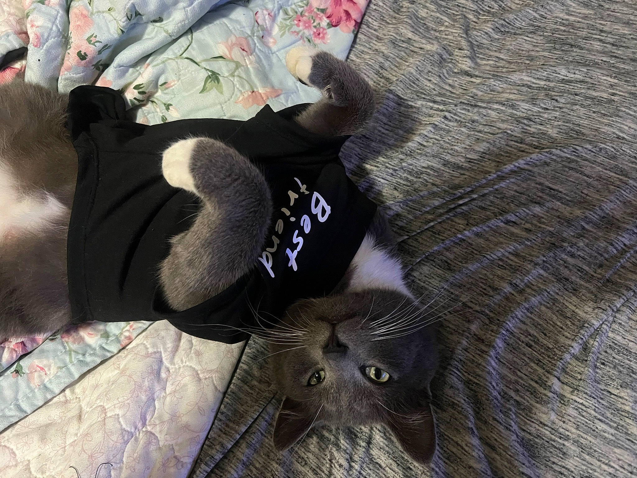 Jeremy is registered to the contest to win money with this photo: carmine, fashion_accessory, flooring, fur, glove, grey, hat, linens, natural_material, pattern, tail, tree, wood