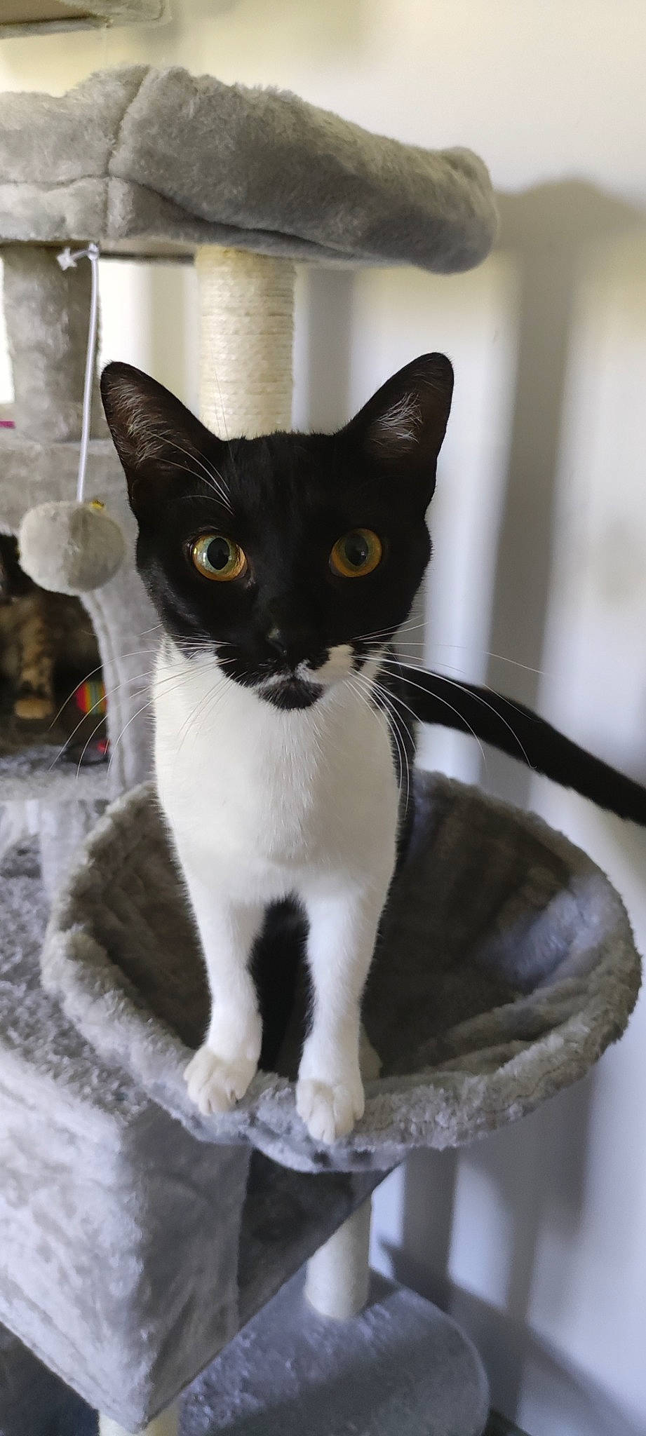 Soks a rejoint le concours — aidez-le/la à gagner de superbes lots ! black_cat, carnivore, cat, domestic_short_haired_cat, felidae, fur, small_to_medium_sized_cats, tail, whiskers, window