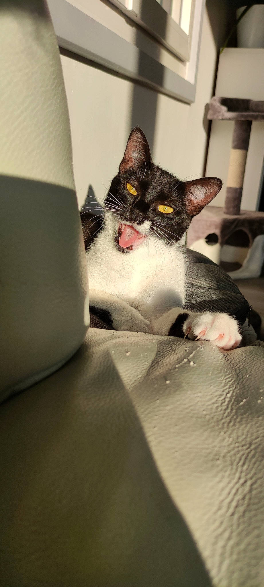 Soks participe au concours pour gagner de l'argent avec cette photo : automotive_design, box, carnivore, cat, comfort, domestic_short_haired_cat, felidae, flooring, formal_wear, fur, grey, human_body, packaging_and_labeling, paw, room, sitting, small_to_medium_sized_cats, snout, tail, whiskers