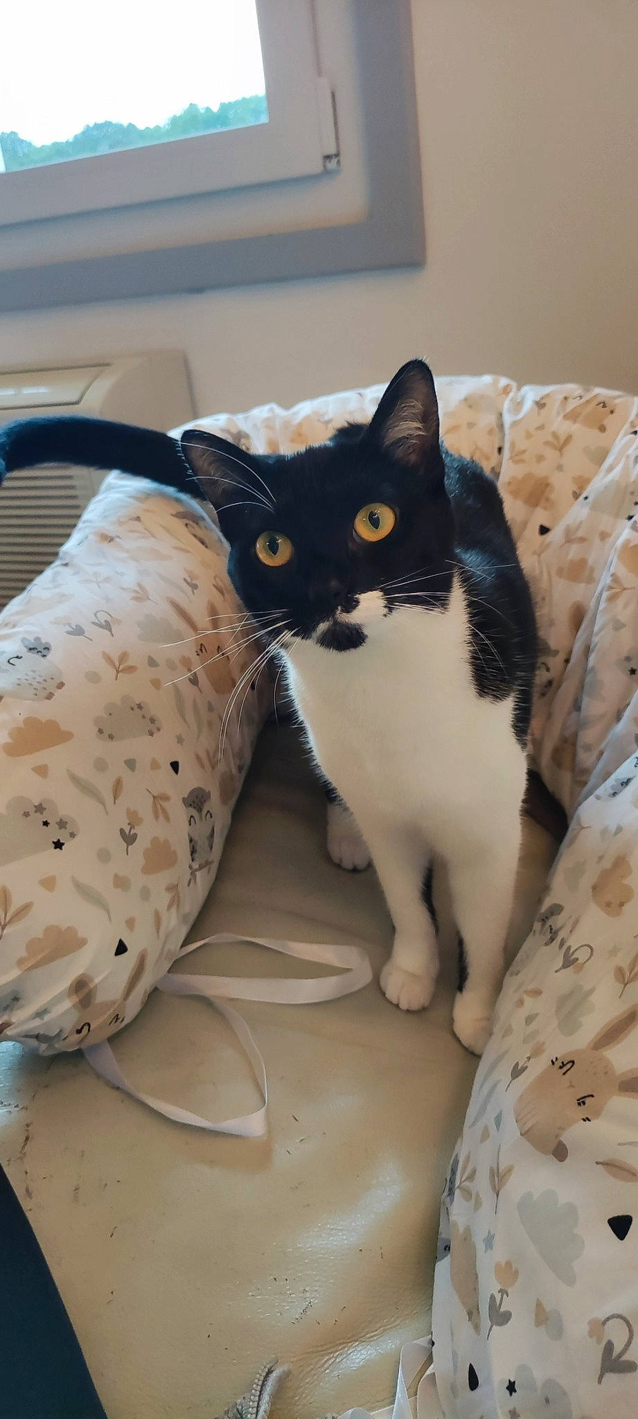 Soks participe au concours pour gagner de l'argent avec cette photo : bedding, carnivore, cat, comfort, domestic_short_haired_cat, drinkware, felidae, fur, grey, human_leg, linens, pattern, paw, pet_supply, small_to_medium_sized_cats, snout, tail, terrestrial_animal, whiskers