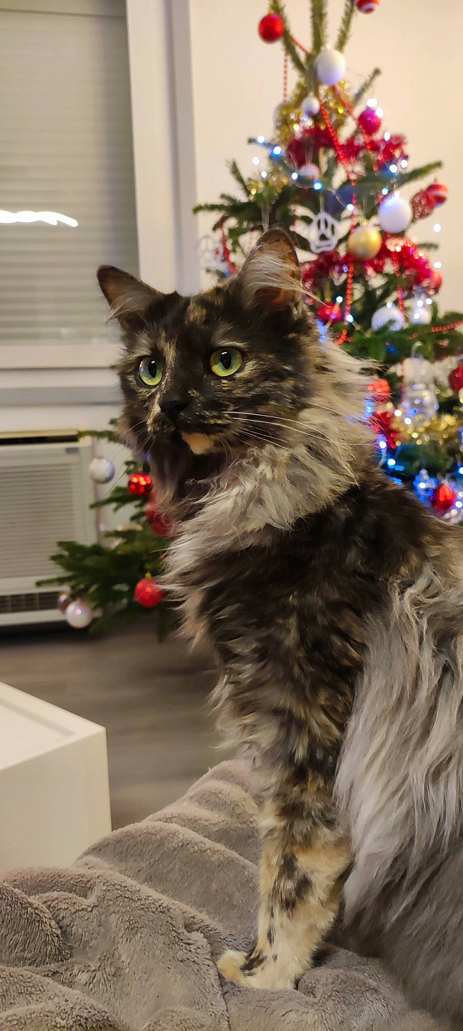 Shiny a rejoint le concours — aidez-le/la à gagner de superbes lots ! carnivore, cat, christmas, christmas_decoration, christmas_ornament, christmas_tree, conifer, domestic_short_haired_cat, event, felidae, fur, holiday, holiday_ornament, interior_design, larch, plant, small_to_medium_sized_cats, tail, whiskers, window