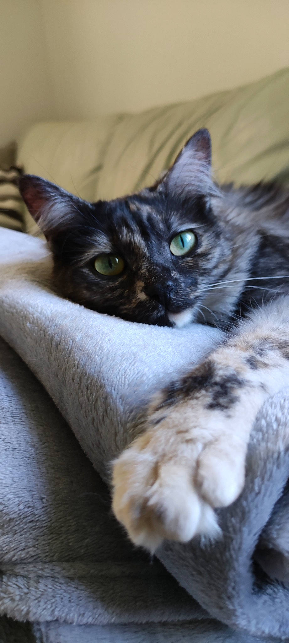 Shiny a rejoint le concours — aidez-le/la à gagner de superbes lots ! black_cat, carnivore, cat, claw, close_up, comfort, domestic_short_haired_cat, eye, felidae, fur, grey, head, mammal, paw, small_to_medium_sized_cats, snout, tail, tree, whiskers, wildlife