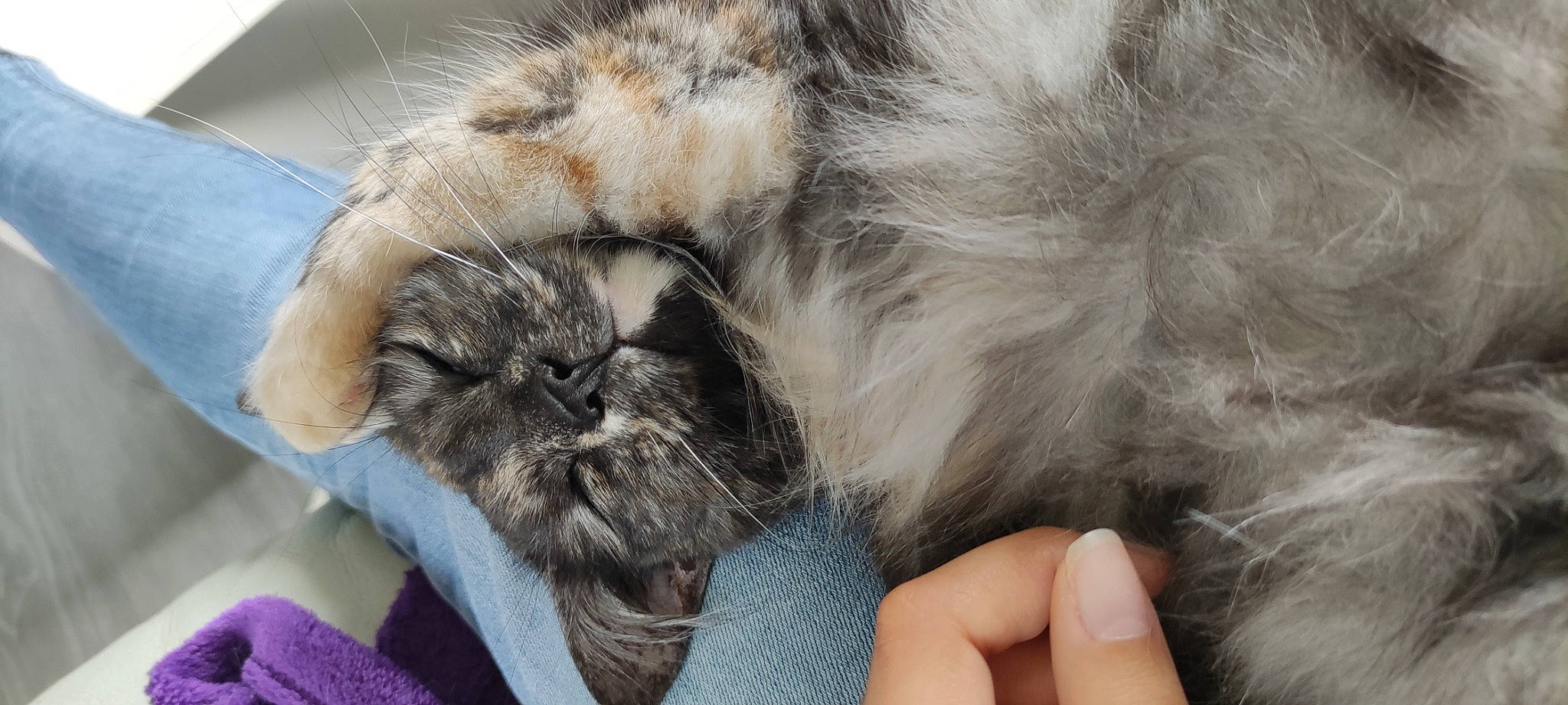 Shiny participe au concours pour gagner de l'argent avec cette photo : carnivore, cat, claw, comfort, domestic_short_haired_cat, event, fawn, felidae, fur, grey, nail, nap, paw, sleep, small_to_medium_sized_cats, snout, tail, terrestrial_animal, whiskers, wool