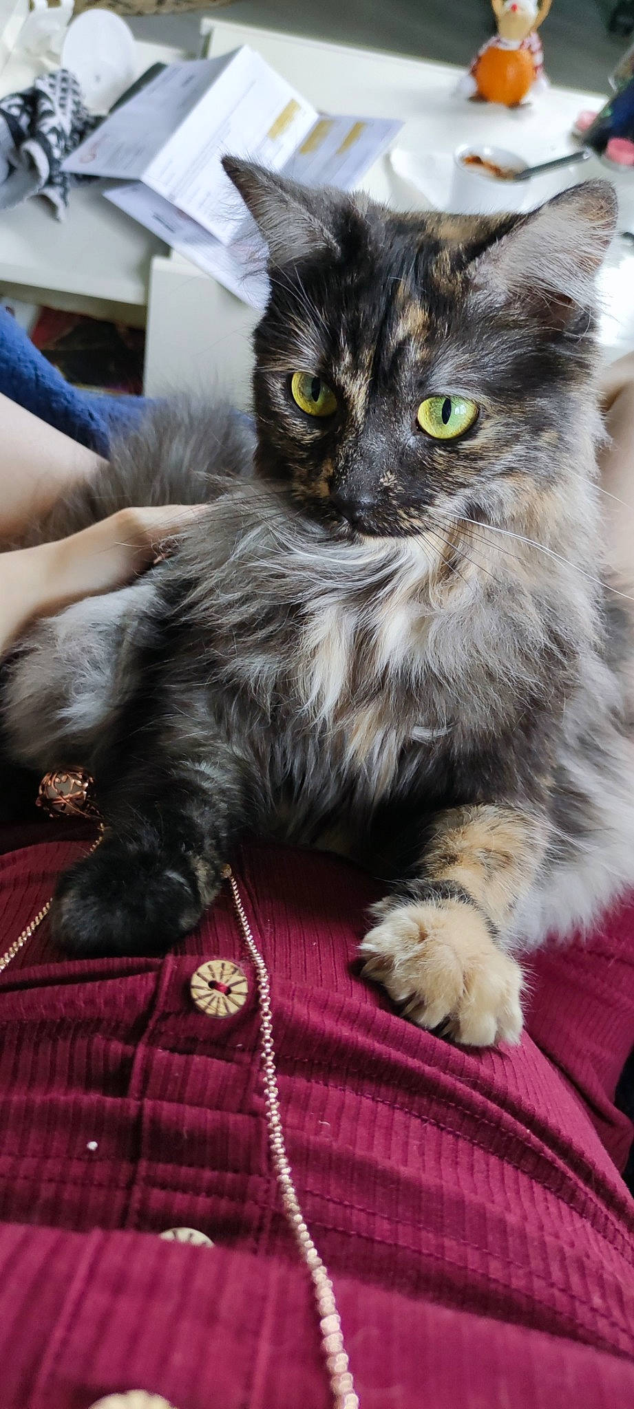 Shiny participe au concours pour gagner de l'argent avec cette photo : box, carnivore, cat, cat_supply, claw, domestic_short_haired_cat, felidae, fur, paw, small_to_medium_sized_cats, snout, tail, terrestrial_animal, whiskers