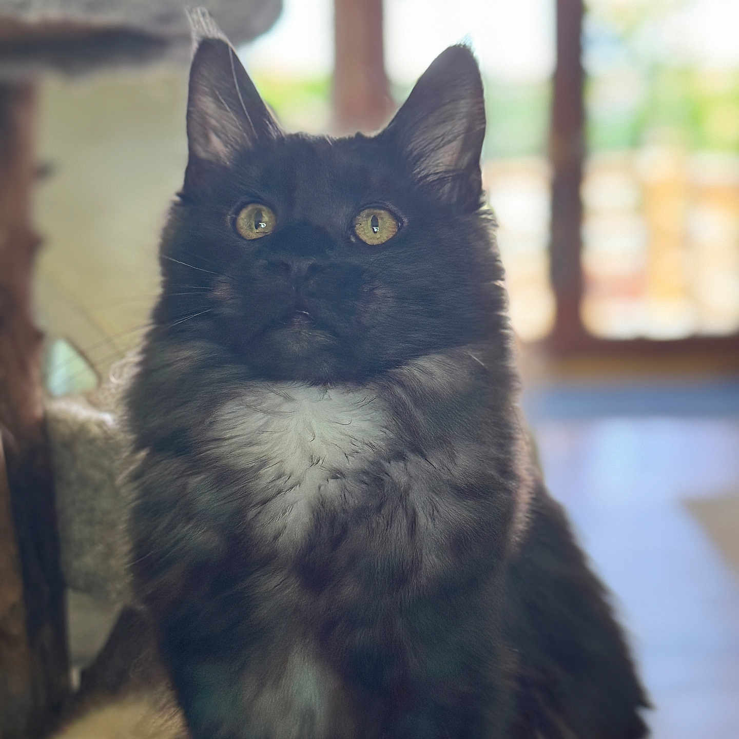 Nala is registered to the contest to win money with this photo: animal, attentive, blurred_background, cat, close_up, cute, domestic, ears, feline, fluffy, fur, indoor, natural_light, pet, portrait, sitting, whiskers, white_chest, window, yellow_eyes