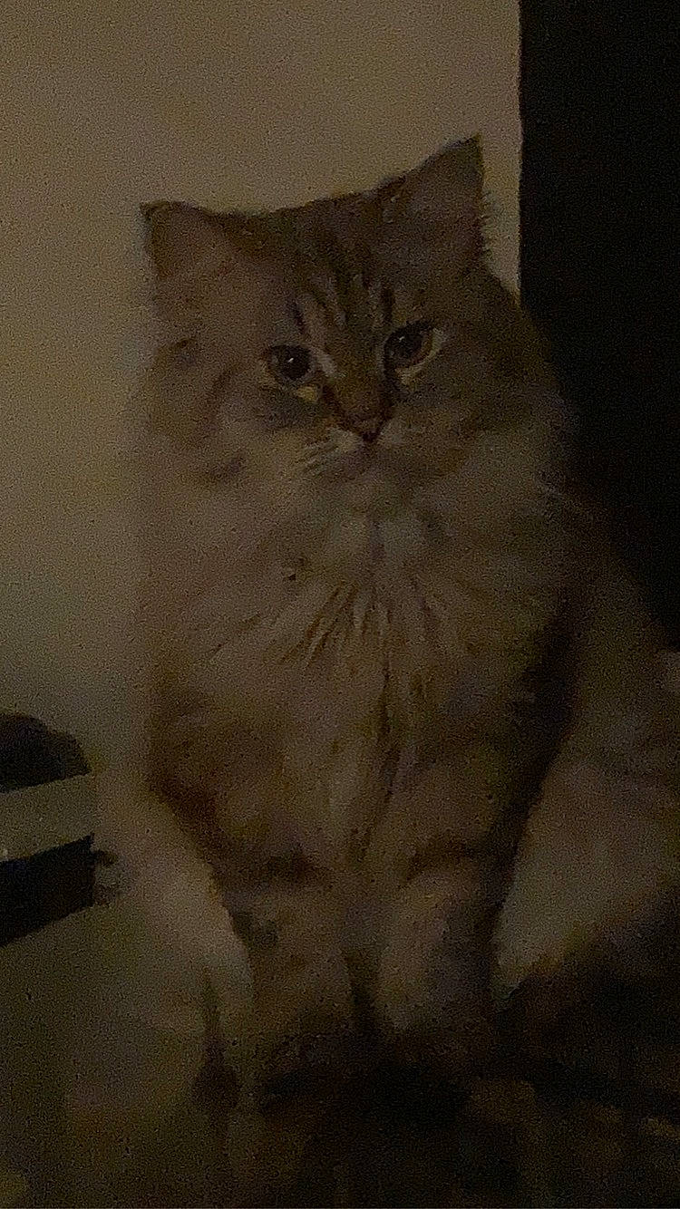 Bean is registered to the contest to win money with this photo: carnivore, cat, domestic_short_haired_cat, fawn, felidae, fur, small_to_medium_sized_cats, snout, tail, terrestrial_animal, whiskers, window