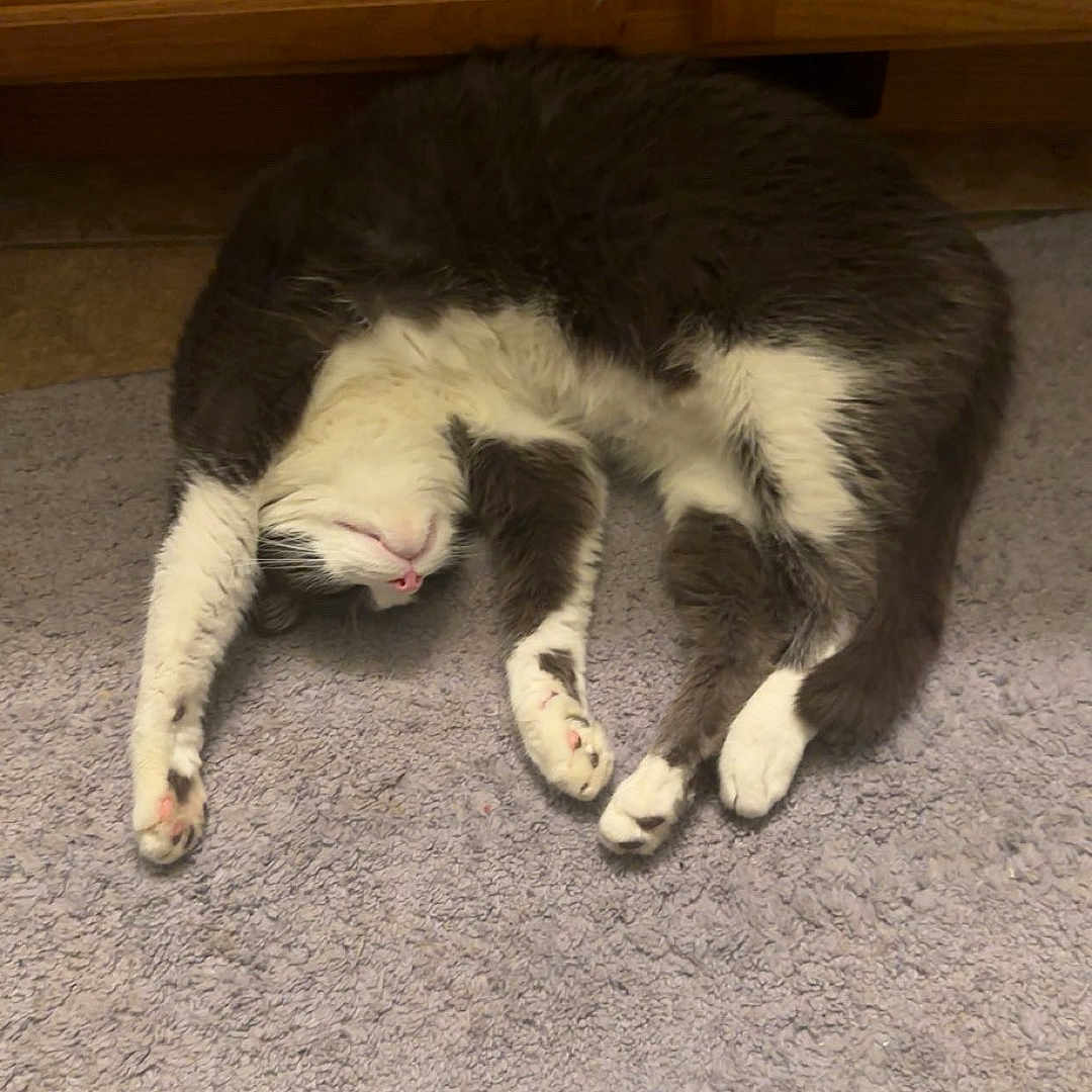 Meows