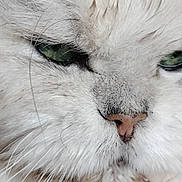 Charly participe au concours pour gagner de l'argent avec cette photo : cat, close_up, white_fur, green_eyes, whiskers, nose, pet, animal, feline, fur_texture, portrait, cute, fluffy, face, muzzle, soft_light, domestic_cat, eyes, closeup, animal_portrait