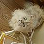 Charly participe au concours pour gagner de l'argent avec cette photo :
