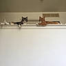 Frodo Mitzi is registered to the contest to win money with this photo: cat, indoor, two_cats, lounging, resting, ledges, curious, relaxed, feline, pets, domestic_animals, whiskers, orange_cat, tabby_cat, white_paws, floor_vent, ceiling, neutral_background, household, window