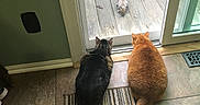 Frodo Mitzi joined the competition — help win amazing prizes! cat, cats, squirrel, wooden_deck, sliding_glass_door, curious, pets, indoor, outdoor, floor_tile, striped_rug, orange_cat, tabby_cat, animal_interaction, tail, watching, quiet, daylight, home, curiosity