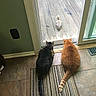 cat, cats, squirrel, wooden_deck, sliding_glass_door, curious, pets, indoor, outdoor, floor_tile, striped_rug, orange_cat, tabby_cat, animal_interaction, tail, watching, quiet, daylight, home, curiosity