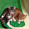 cat, kitten, tabby, ginger_cat, pet, animal, indoor, feline, green_bag, collar, bell, cute, resting, floor, marble_floor, domestic_animal, friendship, playful, young_animal, companions