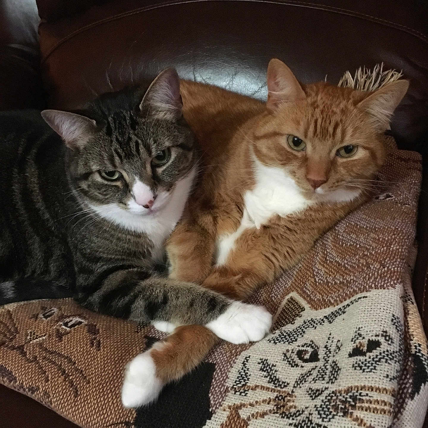 Frodo Mitzi is registered to the contest to win money with this photo: cat, tabby_cat, ginger_cat, pets, feline, cute, snuggling, blanket, couch, indoor, resting, fur, whiskers, ears, paws, close_up, animal, cozy, domestic_cat, companion