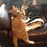 Frodo Mitzi joined the competition — help win amazing prizes! cat, orange_tabby, gray_tabby, feline, pet, animal, resting, leather_chair, blanket, plaid, indoors, carpet, cozy, relaxing, fur, whiskers, paw, tail, looking, curious