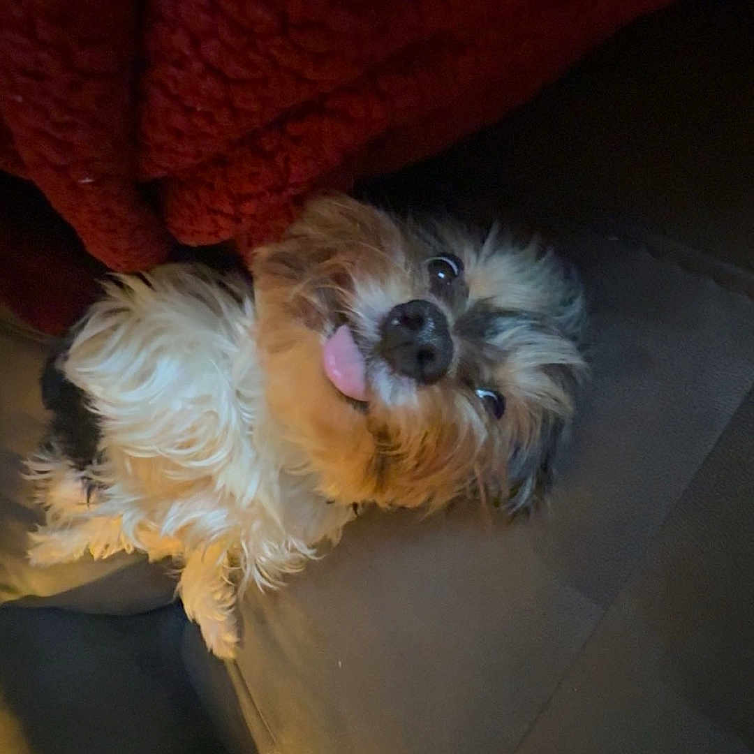 Ollie is registered to the contest to win money with this photo: animal, blanket, canine, companion, couch, cozy, cute, dog, domestic, fluffy, friend, fur, home, indoor, pet, playful, relaxed, resting, smiling, tongue_out