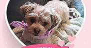 Annabelle is registered to the contest to win money with this photo: dog, small_dog, pink_scarf, heart_frame, pink_background, polka_dots, blanket, cute, pet, animal, banner, love, hearts, indoor, cozy, fur, face, portrait, looking_at_camera, decorative