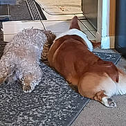 Annabelle joined the competition — help win amazing prizes! dog, two_dogs, carpet, indoor, resting, brown_dog, curly_dog, floor, furniture, home, pet, animal, rear_view, relaxed, companion, cozy, domestic, cute, laying_down, side_by_side
