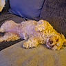 Annabelle is registered to the contest to win money with this photo: dog, curly_fur, sleeping, couch, cozy, relaxed, pet, indoor, fur, animal, resting, home, fluffy, paw, snout, canine, comfort, blanket, pillow, living_room