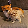Annabelle is registered to the contest to win money with this photo: dog, corgi, small_dog, fluffy_dog, brown_dog, white_dog, pet, animal, canine, couch, blanket, indoor, friendship, cute, companions, furry, relaxed, two_animals, domestic_animal, cozy