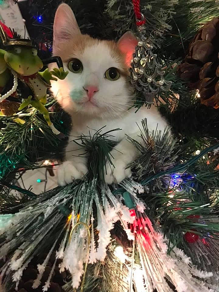 Ivy