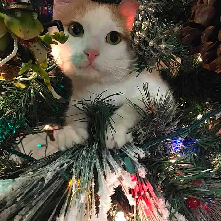 Ivy