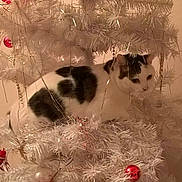 Fripouille participe au concours pour gagner de l'argent avec cette photo : cat, black_and_white, christmas_tree, artificial_tree, ornaments, red_baubles, holiday, festive, pet, animal, curious, indoor, decorations, white_branches, feline, tree_branches, holiday_decor, cute, christmas, cozy