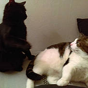 Fripouille a rejoint le concours — aidez-le/la à gagner de superbes lots ! animal, black_cat, brown_cat, cat, companion, couch, cute, domestic, feline, friendship, fur, indoor, lying_down, pets, relaxed, sitting, tail, two_cats, whiskers, white_cat