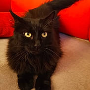Sheymar participe au concours pour gagner de l'argent avec cette photo : cat, black_cat, yellow_eyes, fur, pet, animal, indoor, resting, close_up, whiskers, paw, feline, cute, domestic_cat, portrait, red_cushion, sofa, relaxed, soft_texture, bright_eyes