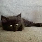 Sheymar participe au concours pour gagner de l'argent avec cette photo : animal, black_cat, cat, couch, cozy, cute, domestic, eyes, feline, fur, home, indoor, kitten, laying, pet, relaxing, resting, small, soft, whiskers