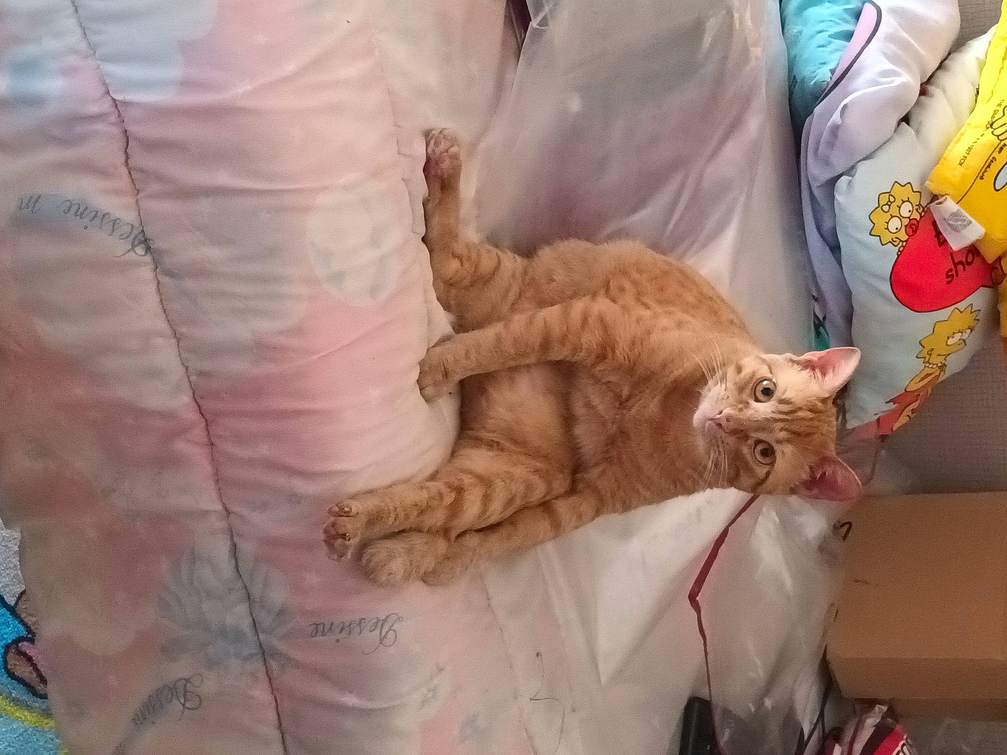 Forrest a rejoint le concours — aidez-le/la à gagner de superbes lots ! bed, carnivore, cat, claw, comfort, domestic_short_haired_cat, fawn, felidae, fur, linens, nap, orange, paw, room, small_to_medium_sized_cats, tail, textile, whiskers, wood