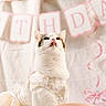 Hazel May joined the competition — help win amazing prizes! cat, pet, animal, white_cat, tabby, sitting, portrait, costume, dress, lace, fashion, cute, funny, food_bowl, pet_food, indoor, soft_lighting, pink_background, decorative, celebration