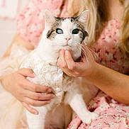 Hazel May is registered to the contest to win money with this photo: cat, kitten, animal, pet, heterochromia, blue_eye, green_eye, white_fur, tabby, portrait, close_up, held, person, hands, floral, pink, dress, indoor, soft_lighting, cute