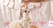 Hazel May joined the competition — help win amazing prizes! cat, birthday, party_hat, costume, dressed_cat, white_cat, pet, animal, celebration, birthday_banner, cake, treat, human_hand, indoors, bed, pink_decorations, ribbons, bow, festive, funny