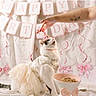 cat, birthday, party_hat, costume, dressed_cat, white_cat, pet, animal, celebration, birthday_banner, cake, treat, human_hand, indoors, bed, pink_decorations, ribbons, bow, festive, funny