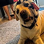 dog, labrador, costume, cow_print, hood, indoor, carpet, person, barefoot, dresser, fan, window, light, pet, animal, cute, lying_down, face, ears, collar