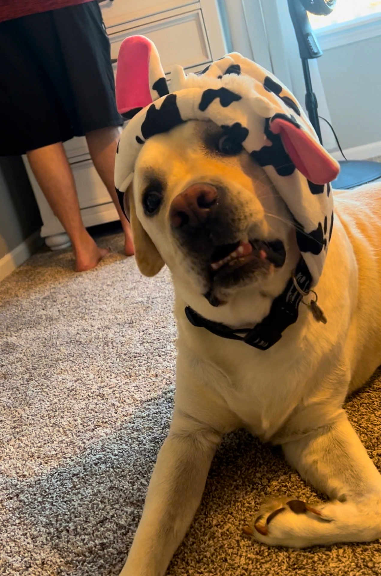 Moose