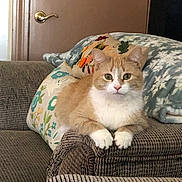 Sassafras is registered to the contest to win money with this photo: cat, orange_cat, white_cat, couch, armrest, pillow, floral_pillow, blanket, indoor, pet, feline, domestic_cat, resting, curious, green_eyes, cozy, home, furniture, soft_texture, relaxed