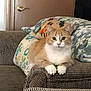 cat, orange_cat, white_cat, couch, armrest, pillow, floral_pillow, blanket, indoor, pet, feline, domestic_cat, resting, curious, green_eyes, cozy, home, furniture, soft_texture, relaxed