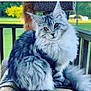 cat, maine_coon, fluffy, long_hair, pet, outdoor, nature, greenery, animal, feline, portrait, sitting, fur, ears, tail, relaxing, daylight, wooden_rail, perch, serene